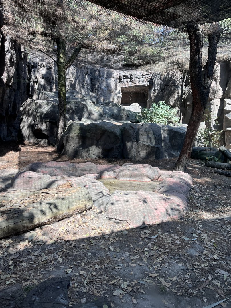 snow leopard exhibit