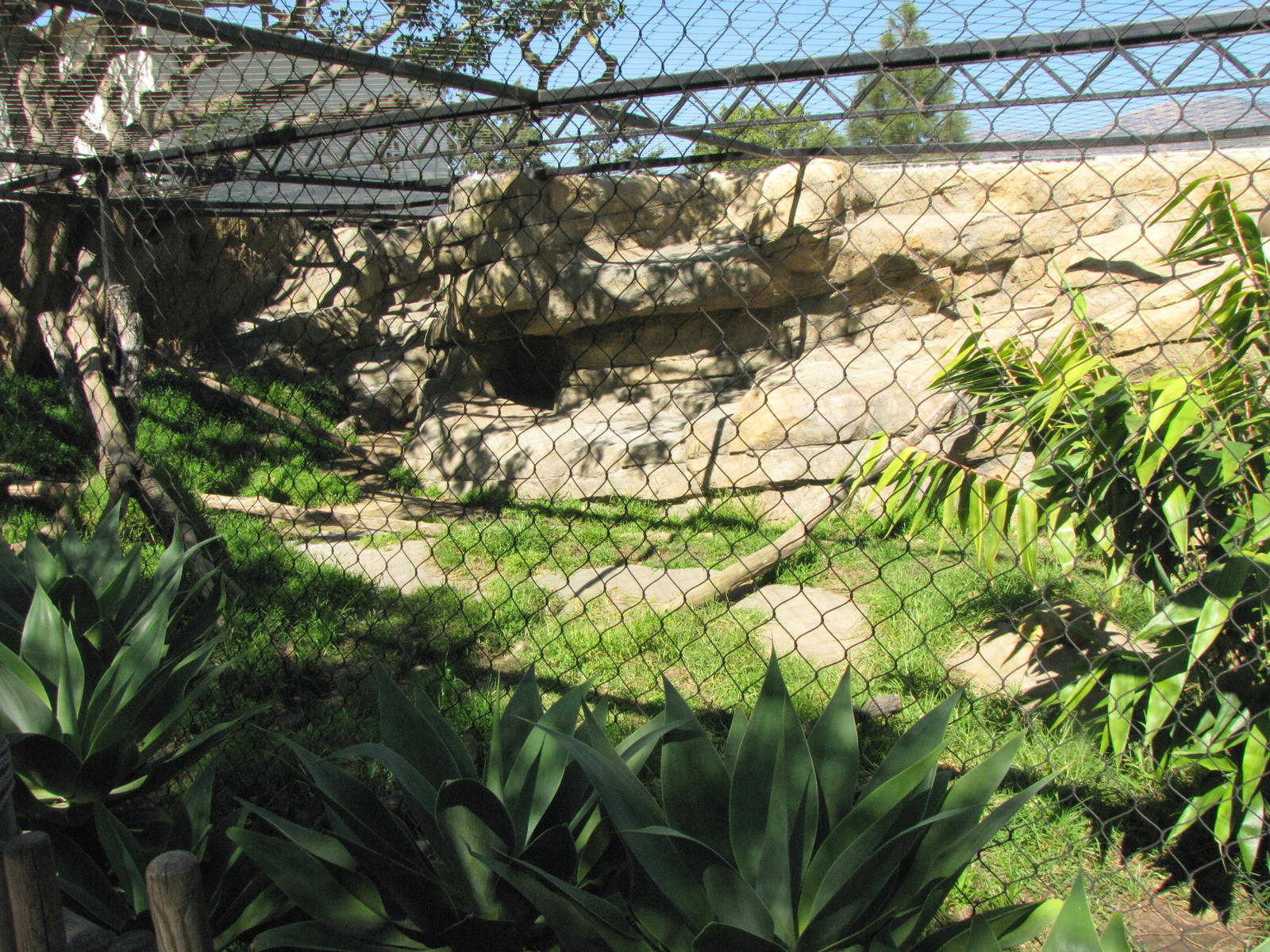 Snow Leopard Exhibit