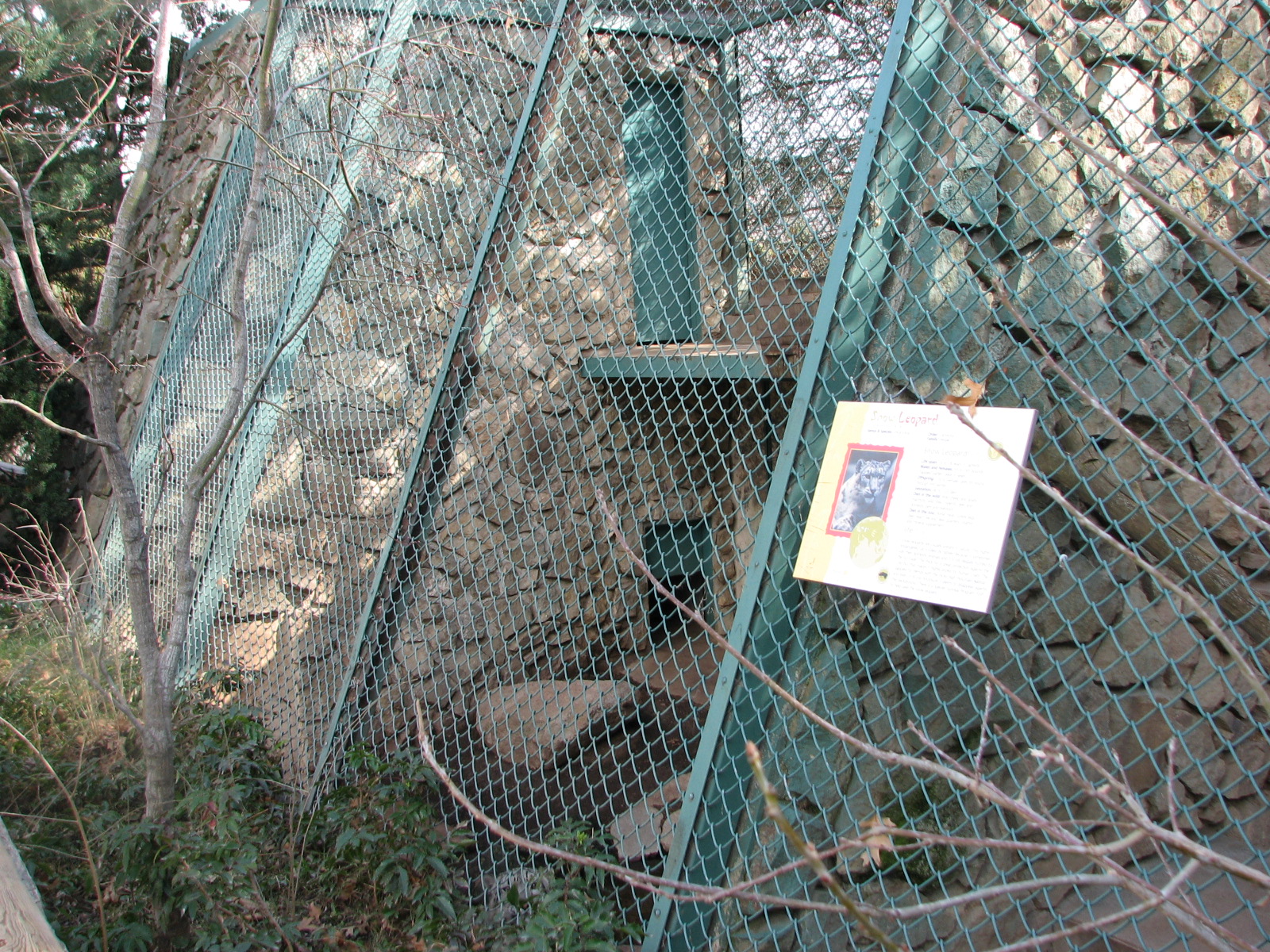 Snow Leopard Exhibit