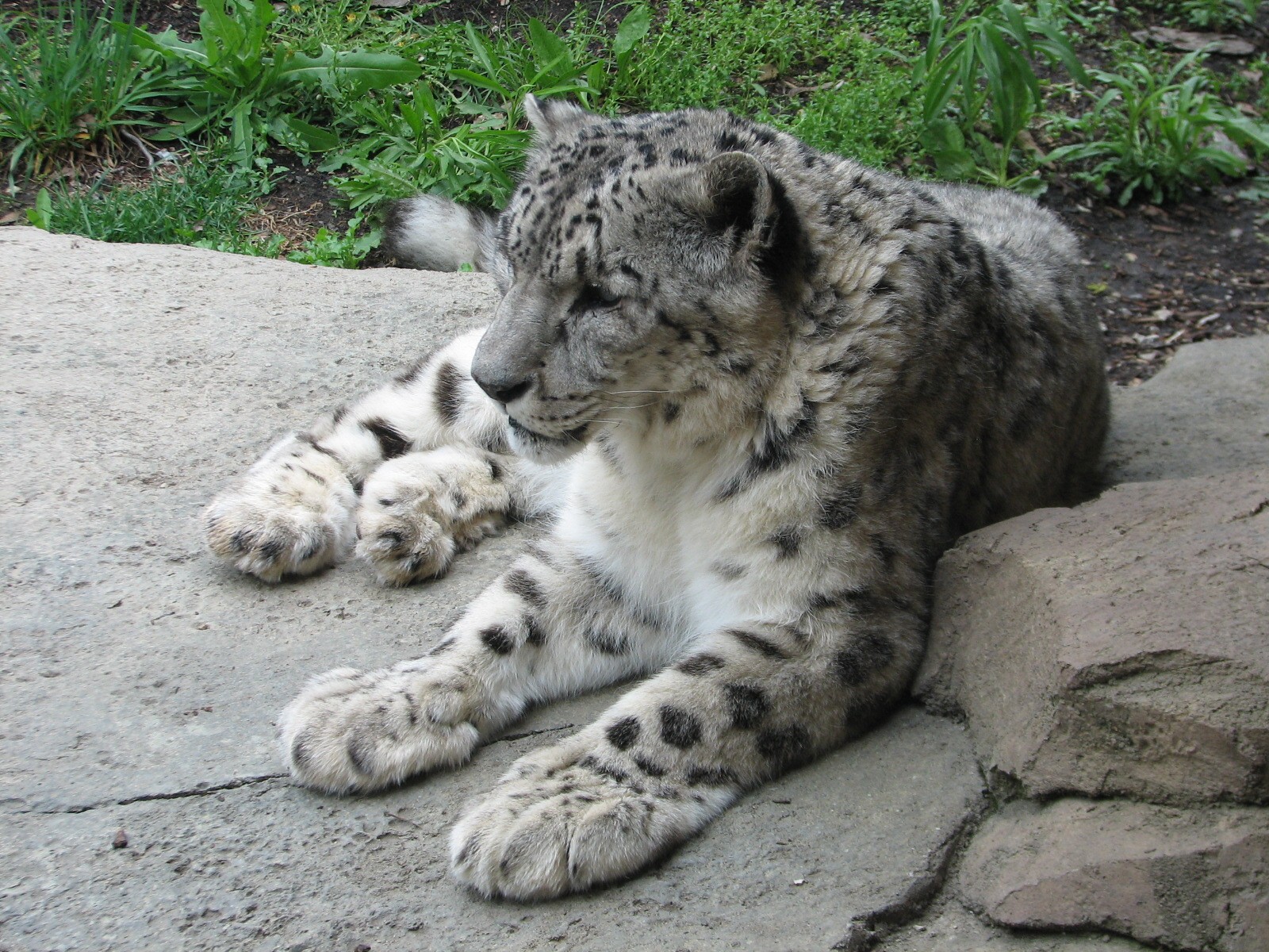 Snow Leopard Exhibit