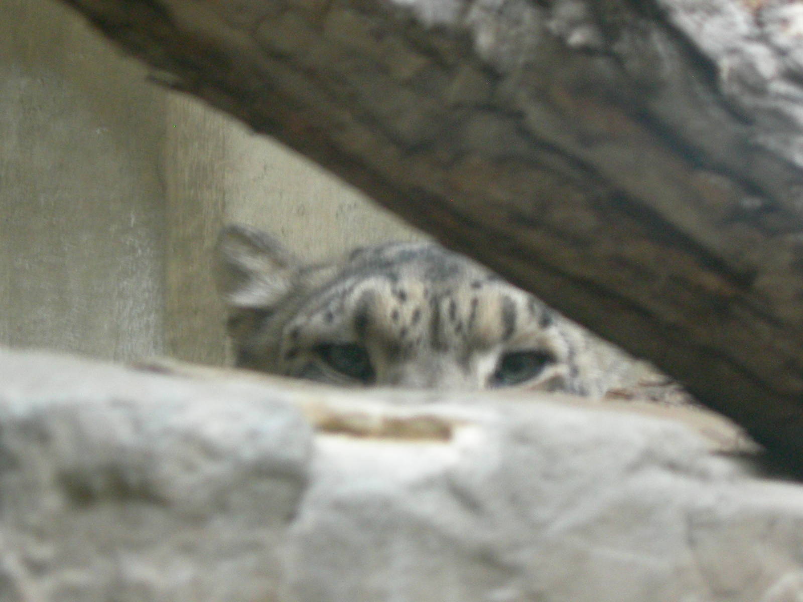 Snow Leopard Eyes
