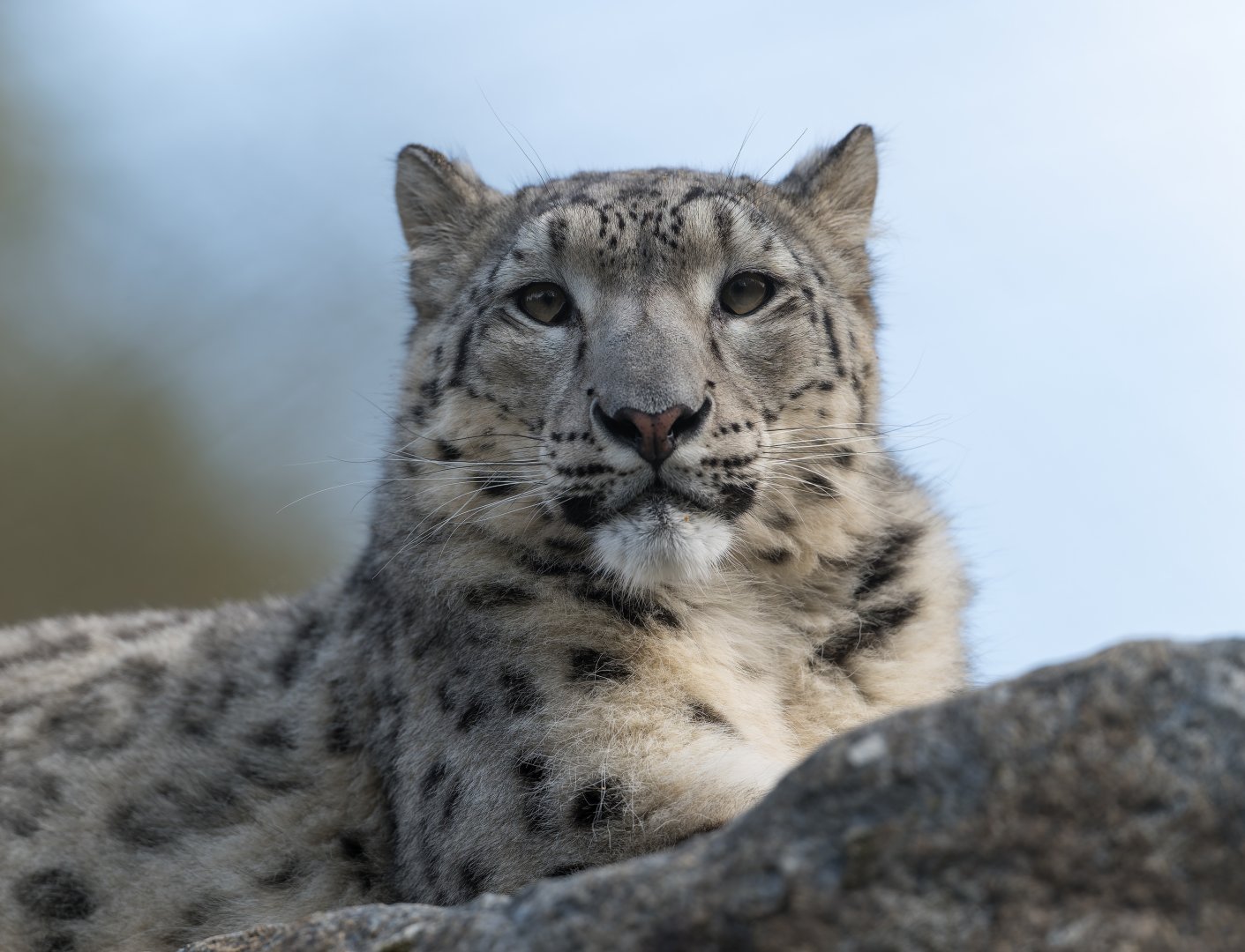 Snow Leopard (f), Banham, UK