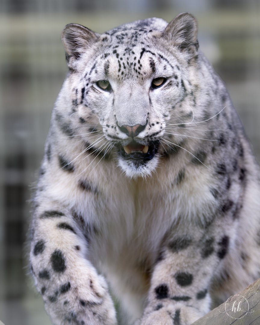 Snow Leopard (f) / Thrigby / 11-4-24