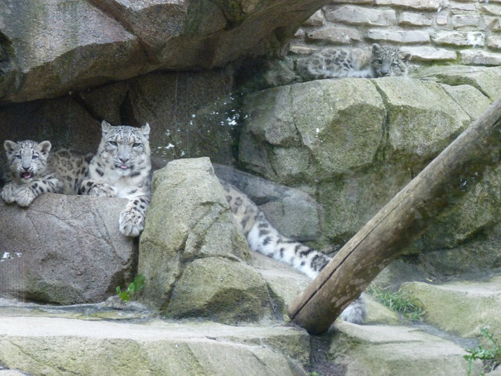Snow Leopard Family