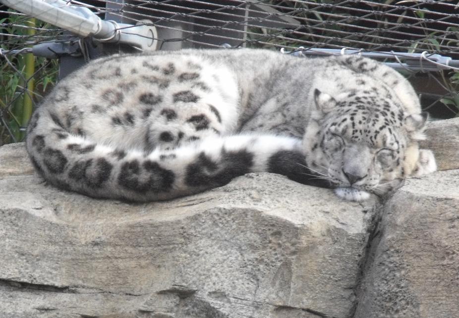 snow leopard father sleeping