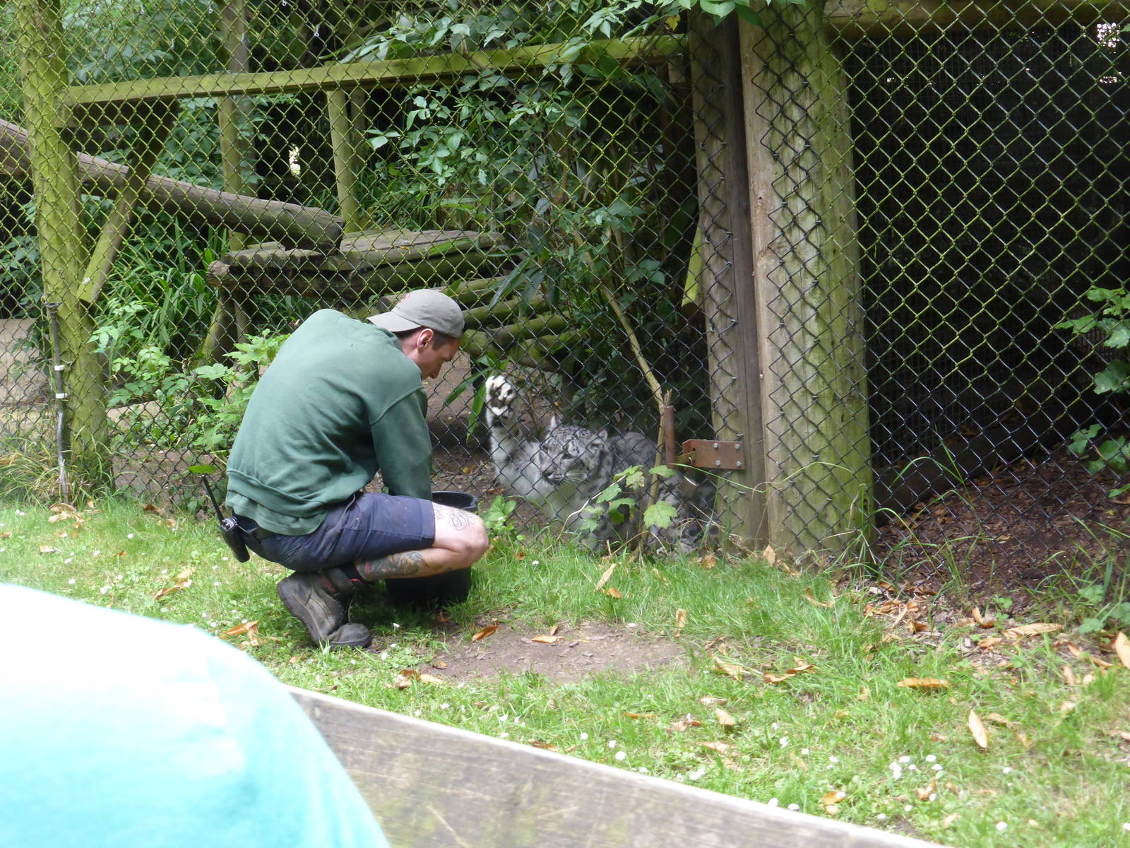 Snow leopard feeding