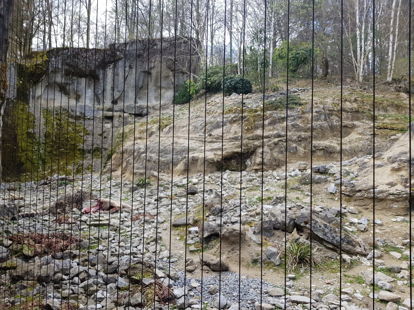 Snow Leopard Feeding