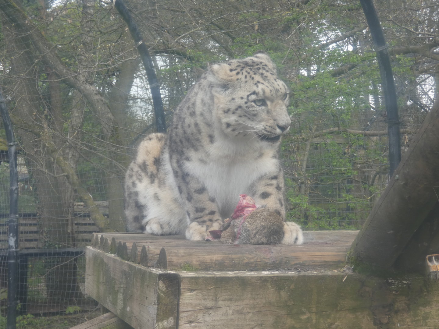 Snow leopard feeding