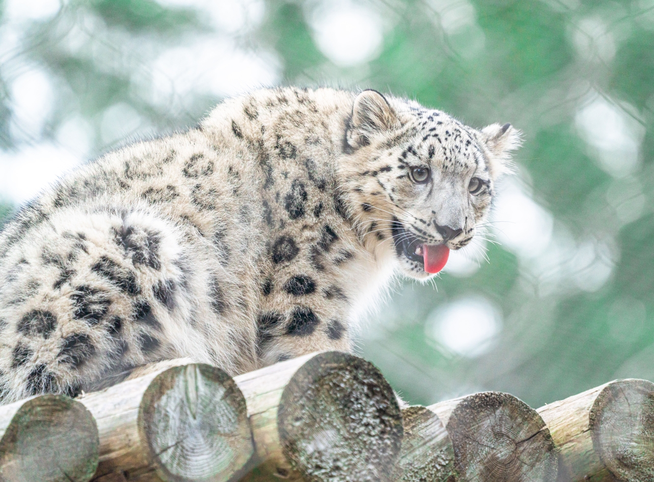 Snow Leopard female cub