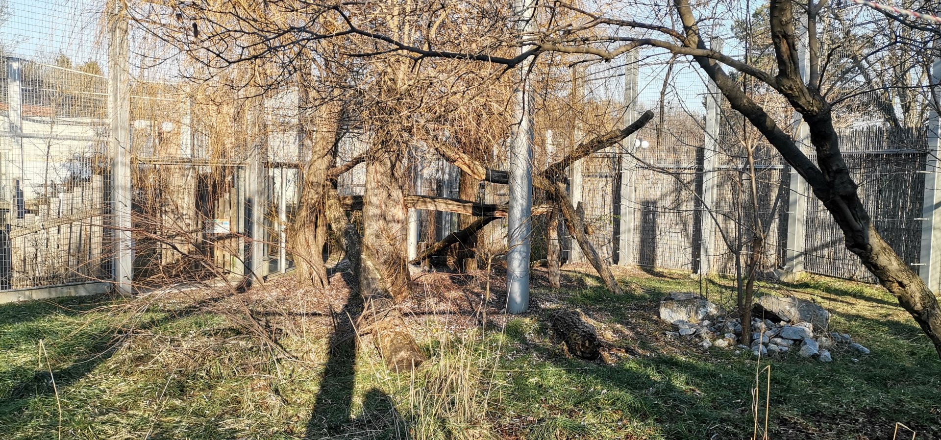 Snow Leopard, female exhibit