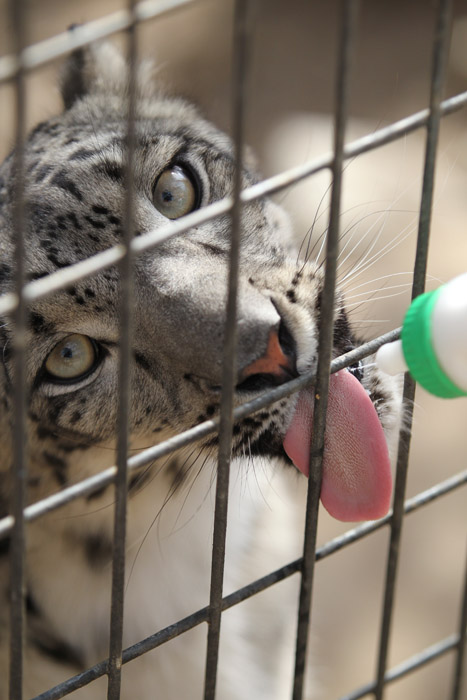 snow leopard getting treat