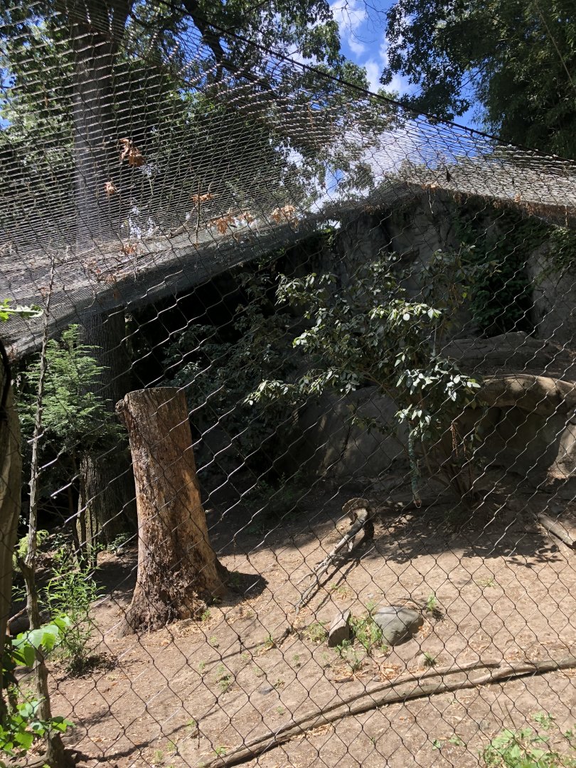 Snow Leopard Habitat - July, 2020