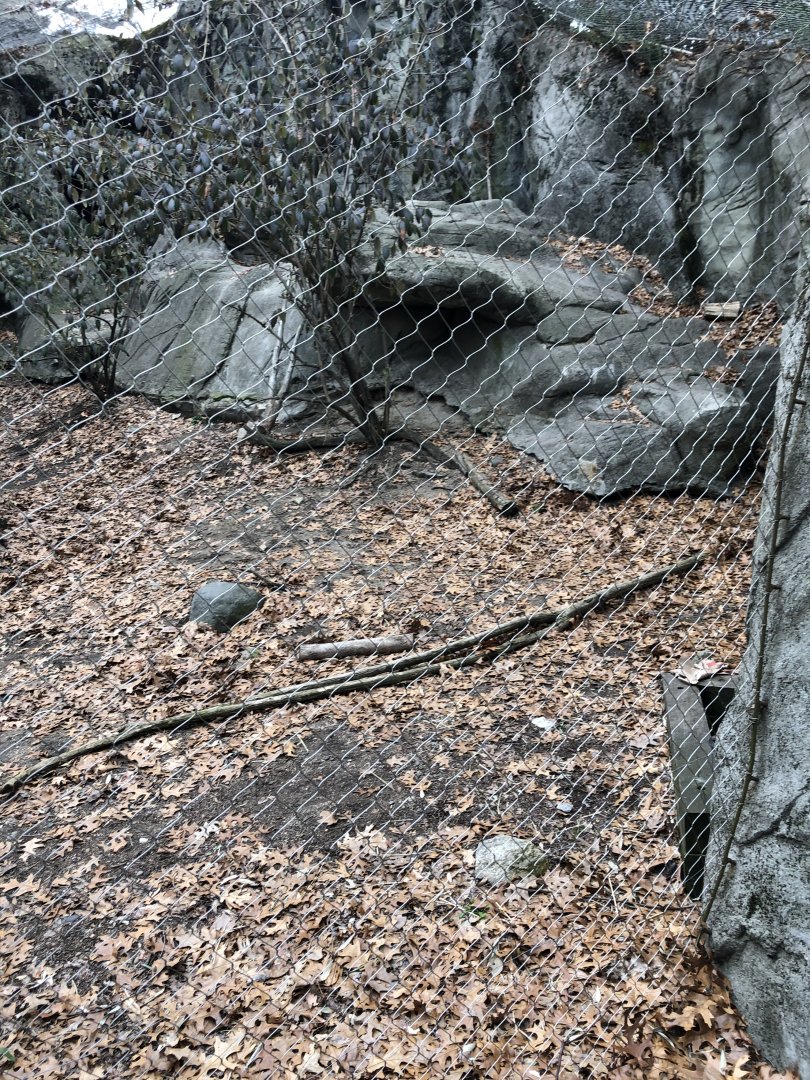Snow Leopard Habitat (Second Viewing) - Feb, 2020