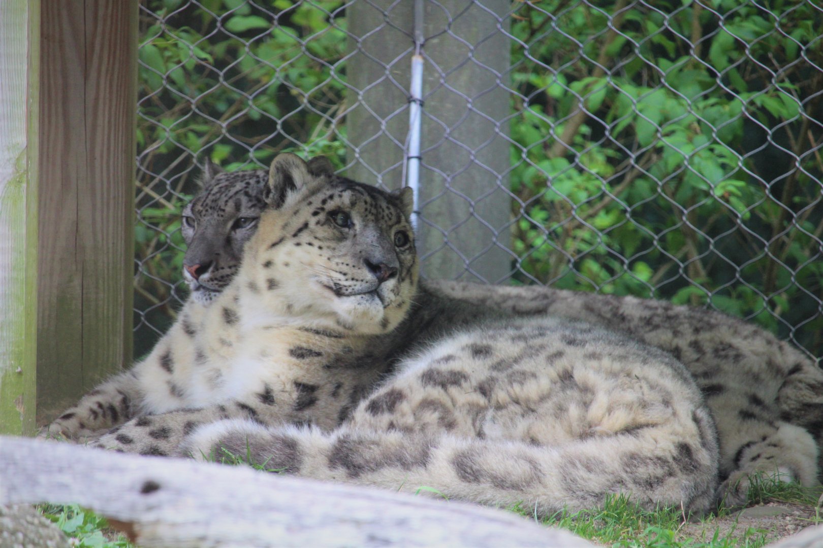 Snow Leopard Habitat - Snow Leopards