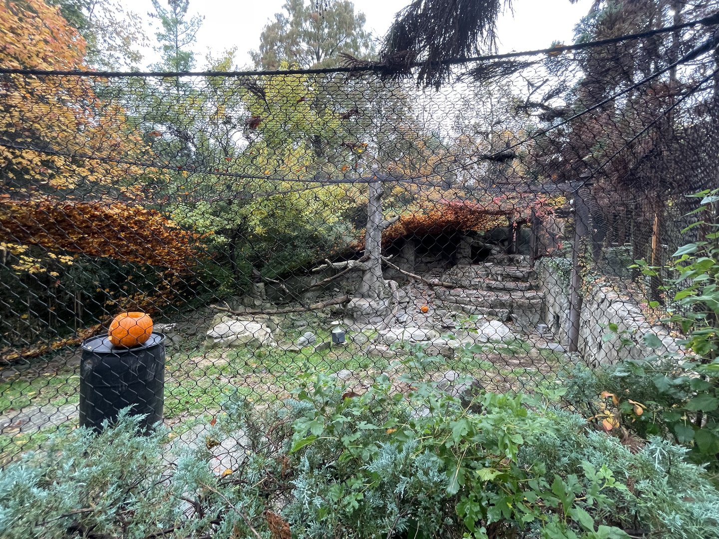 Snow Leopard Habitat