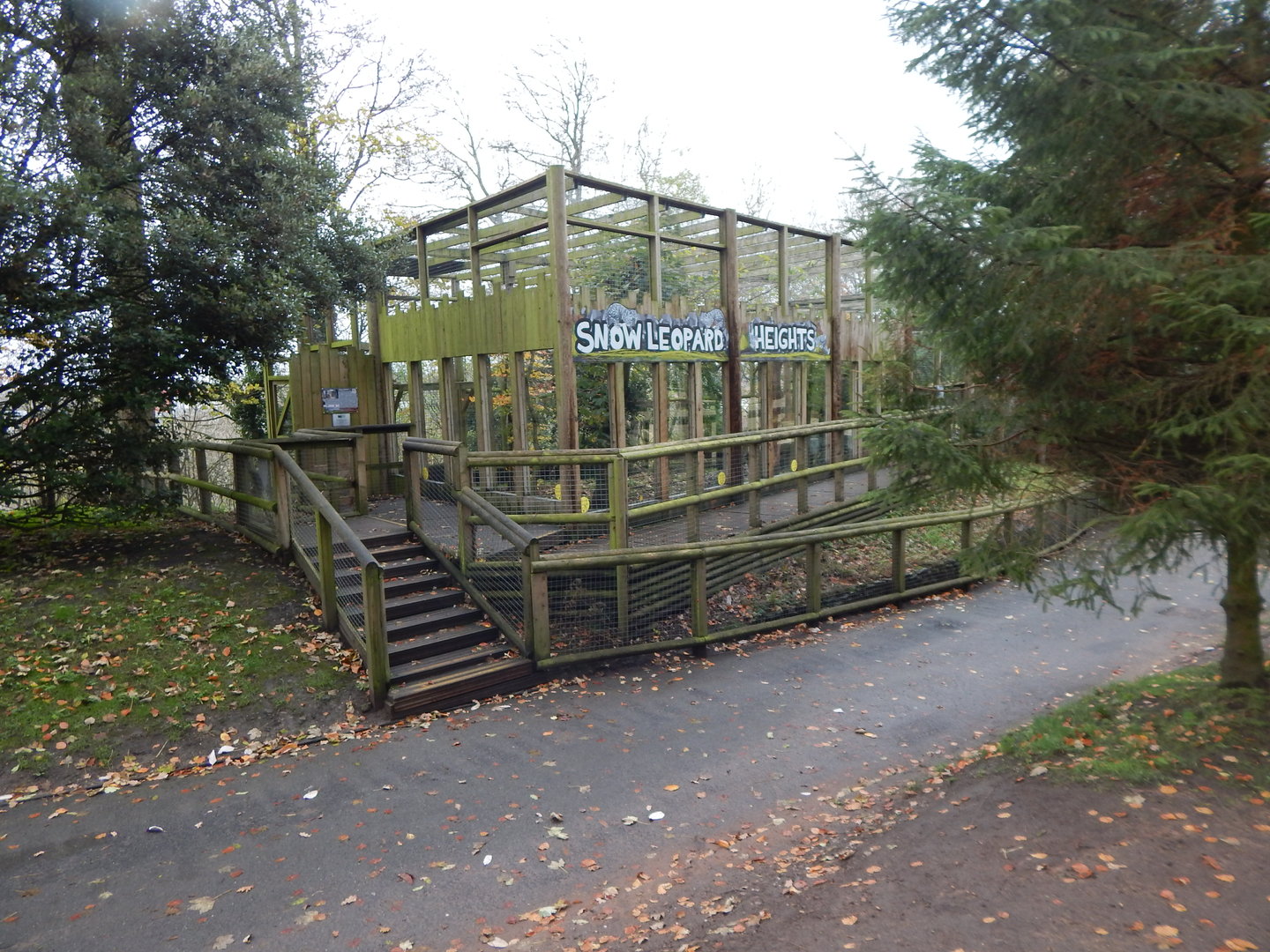 Snow Leopard Heights 241122