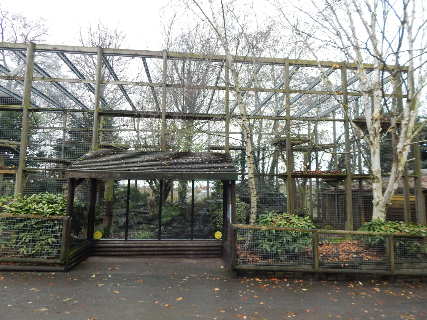 Snow Leopard Heights 241122