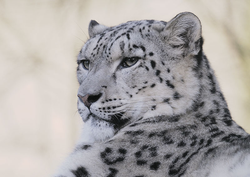 Snow leopard high key