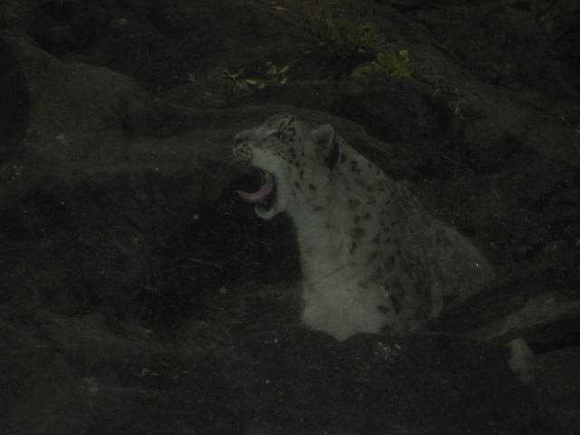 Snow leopard, Himalayan Highlands (August 2009)