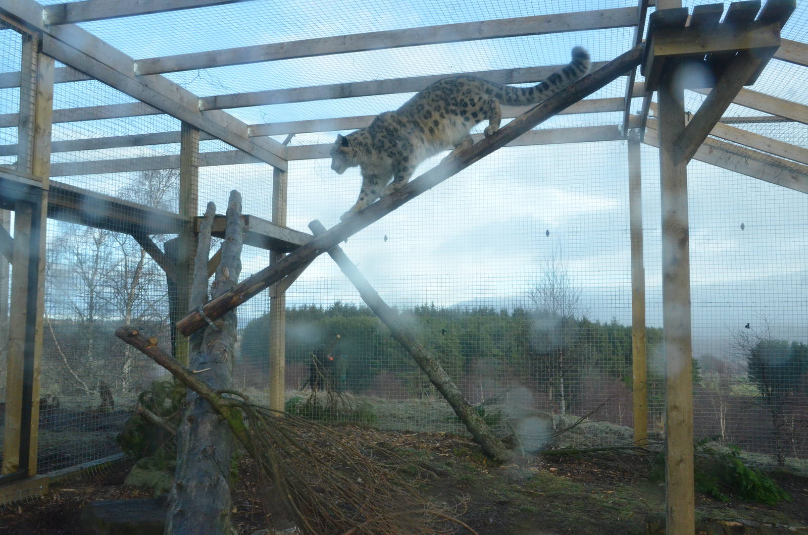 Snow Leopard Holding Area at Highland WP, 10/02/16
