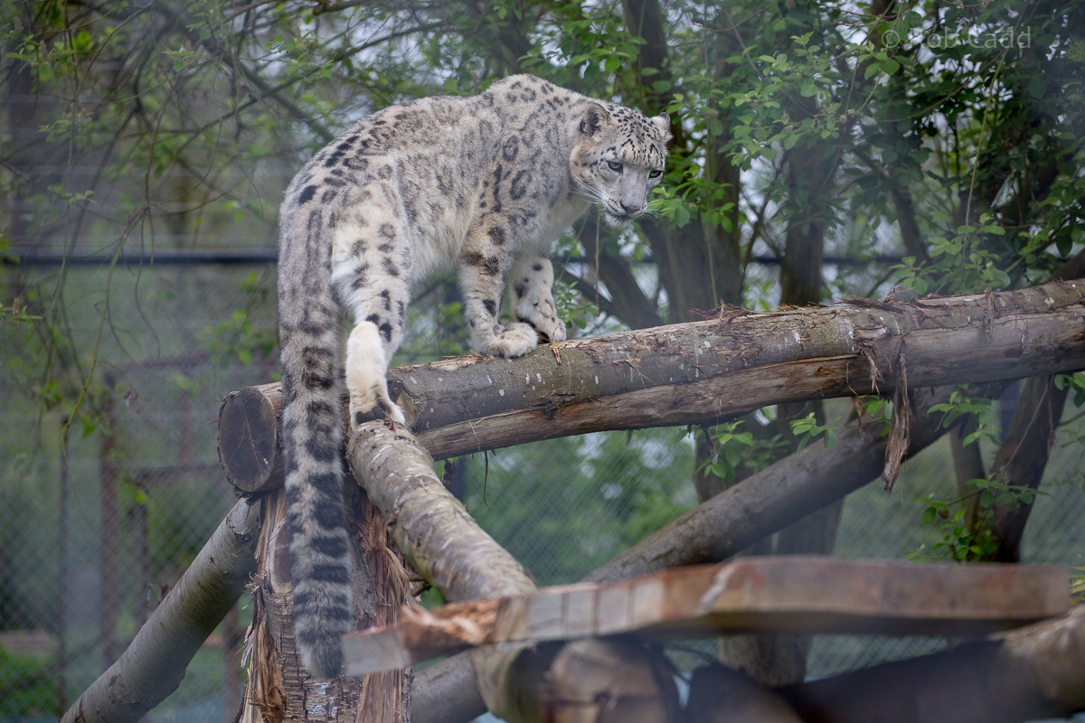 Snow leopard : Howletts : 06 May 2017