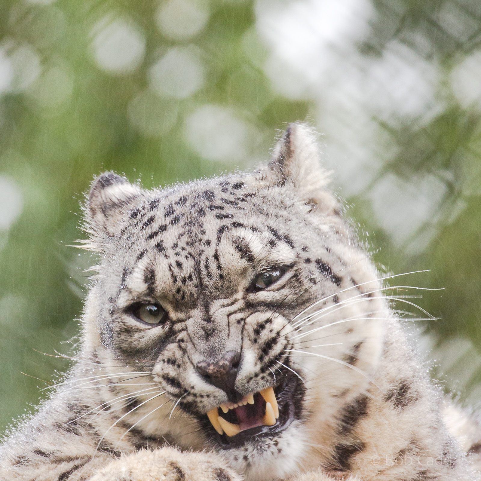 Snow leopard : Howletts : 06 Oct 2018