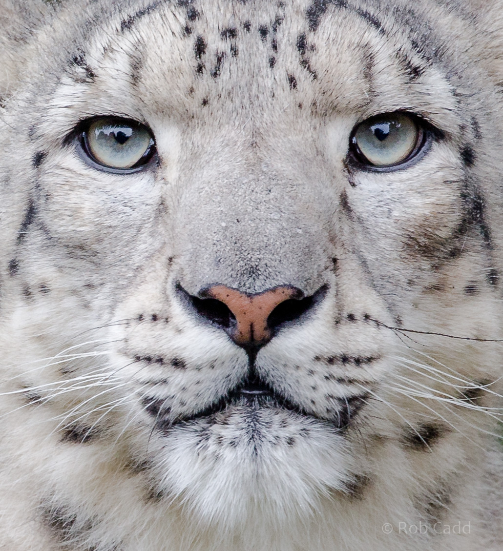 Snow leopard : Howletts : 06 Oct 2018