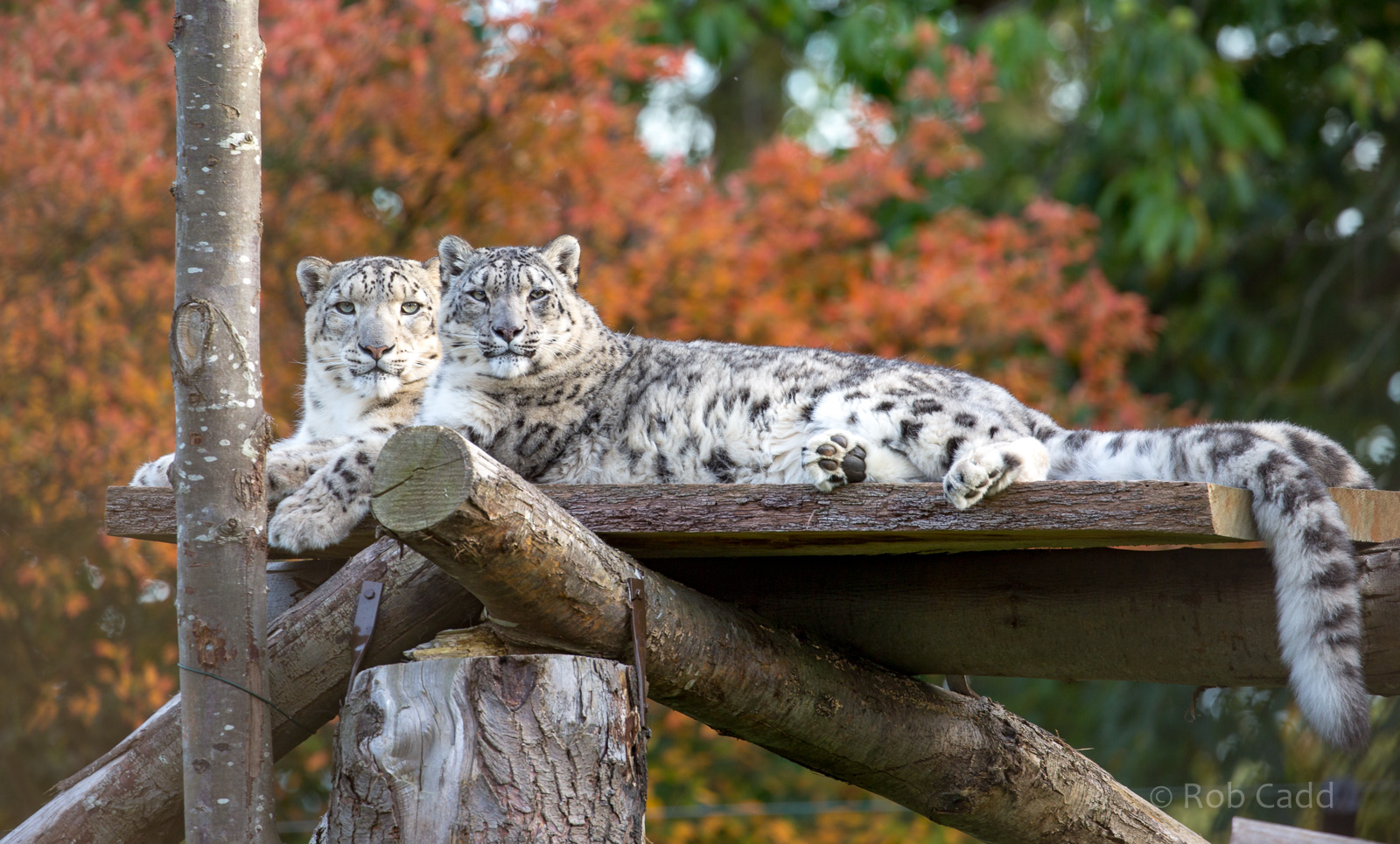 Snow leopard : Howletts : 07 Oct 2018