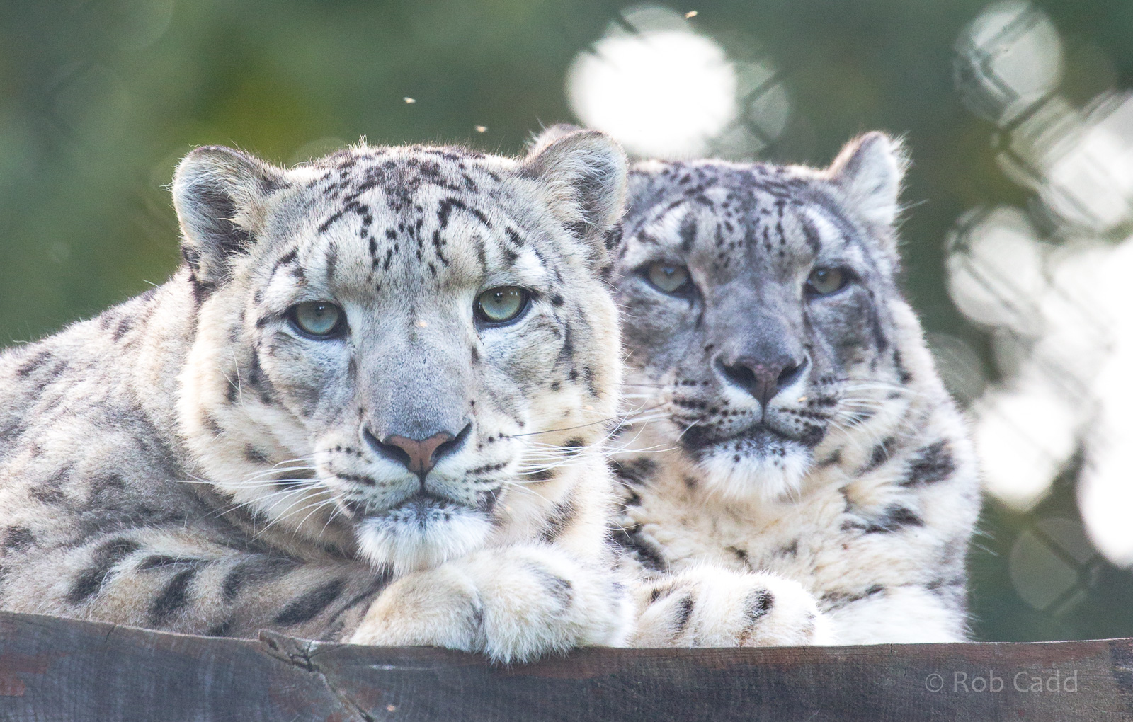 Snow leopard : Howletts : 07 Oct 2018