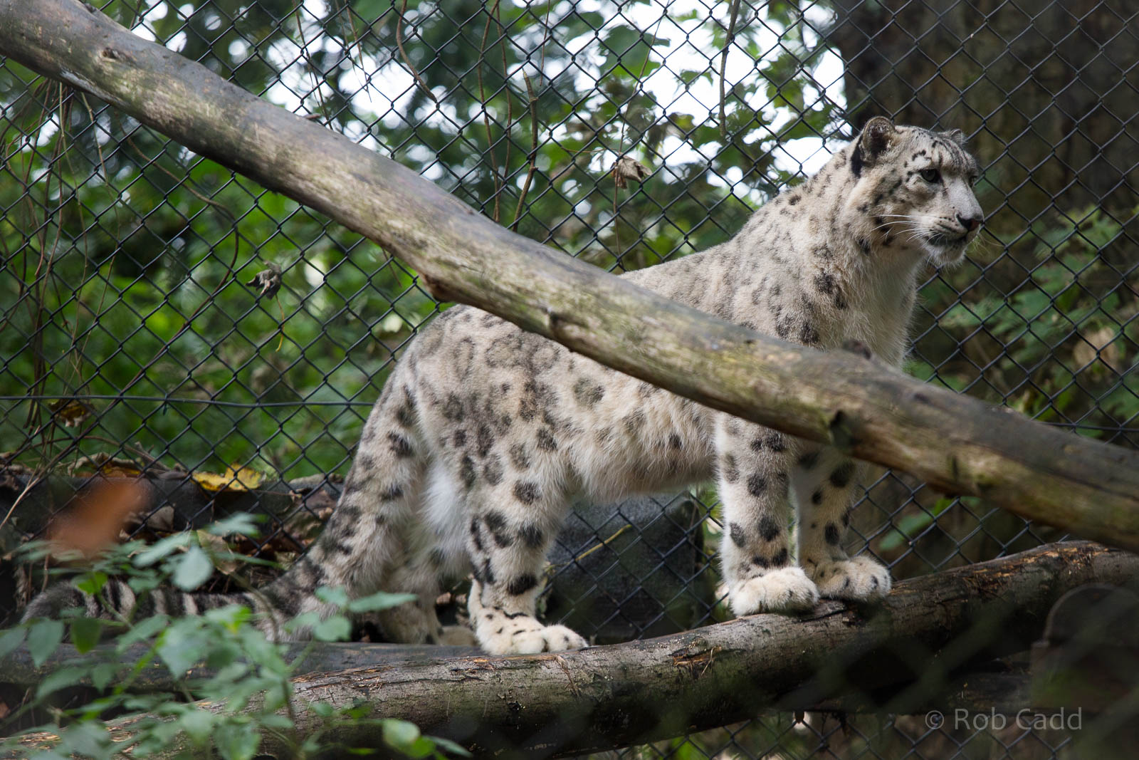 Snow leopard : Howletts : 14 Oct 2014