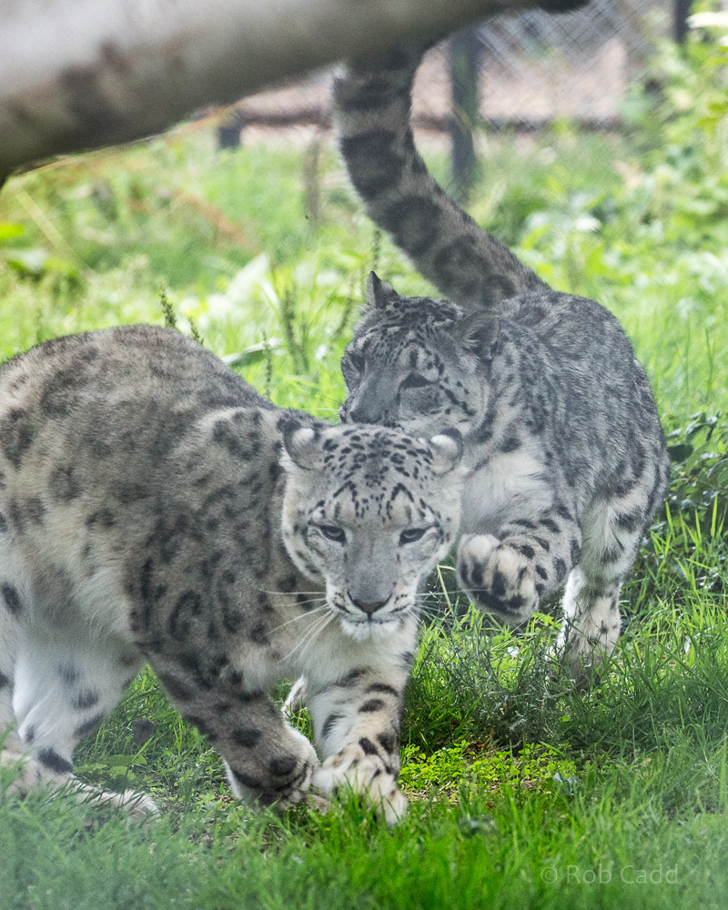 Snow leopard : Howletts : 22 Jul 2017