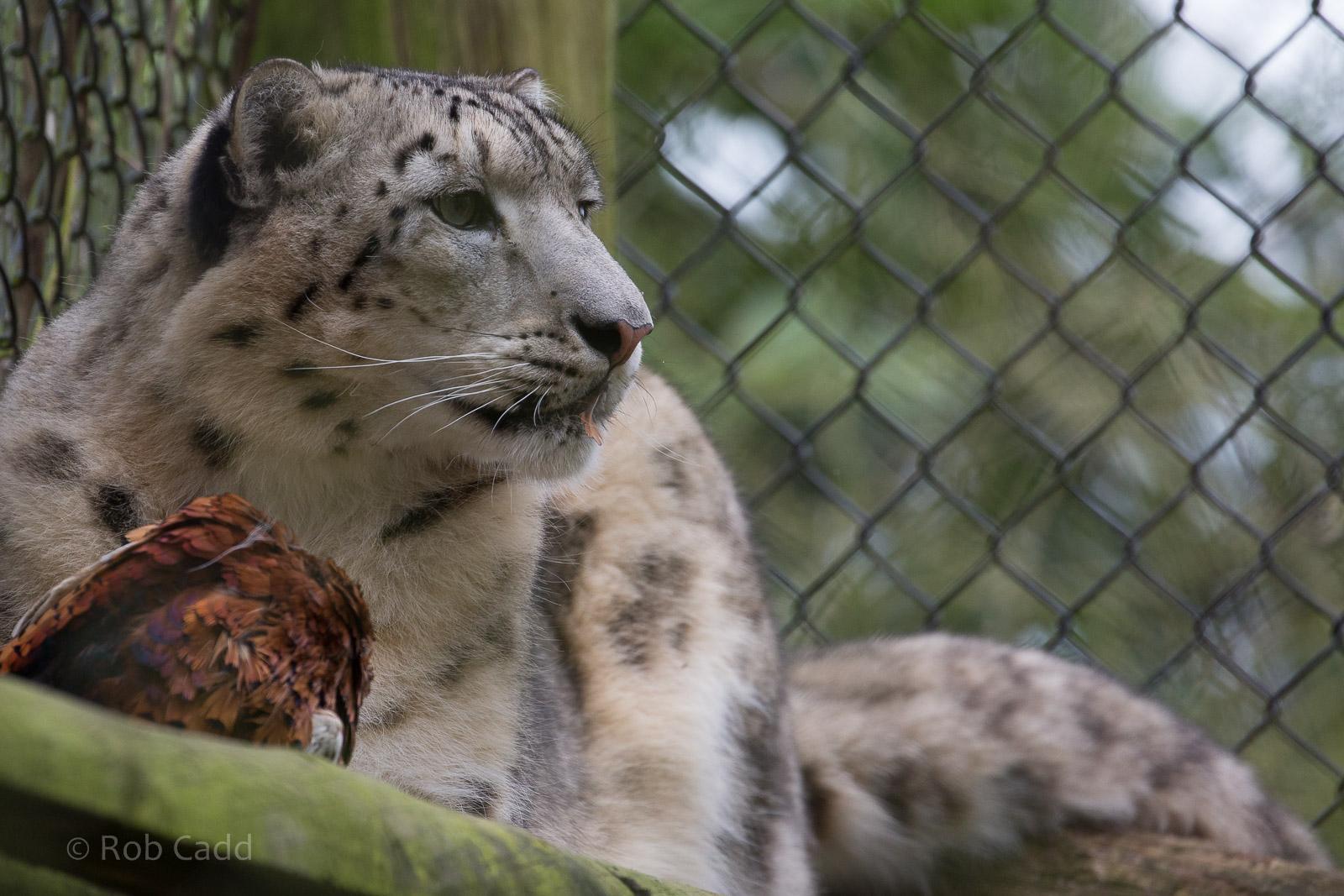 Snow leopard : Howletts : 30 Mar 2015
