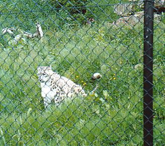 Snow Leopard  @  Howletts zoo UK