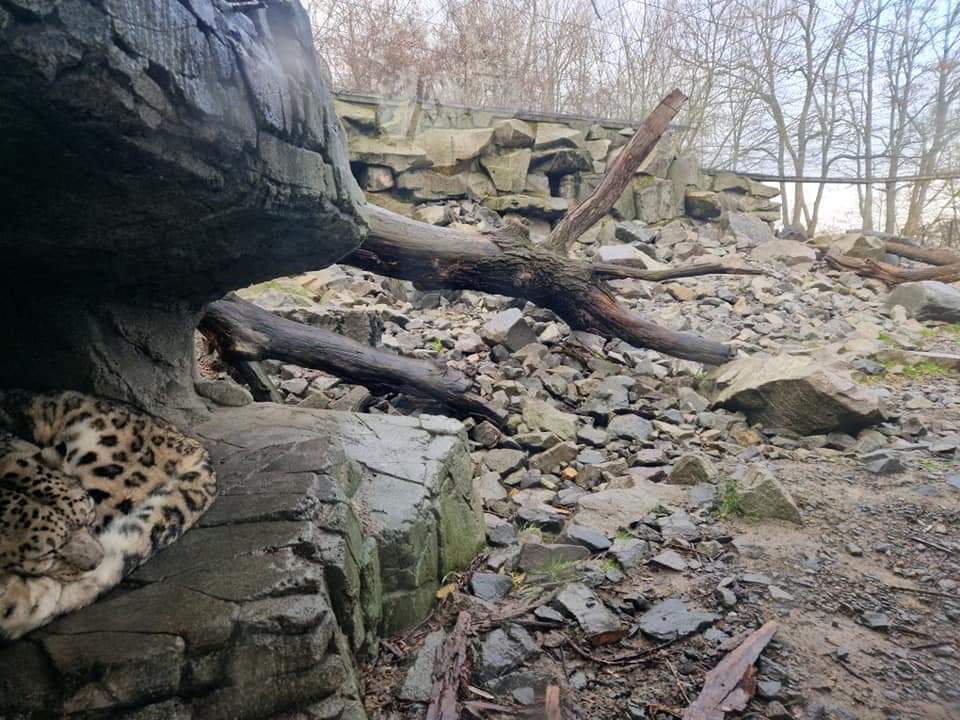 Snow Leopard, Hymalaya