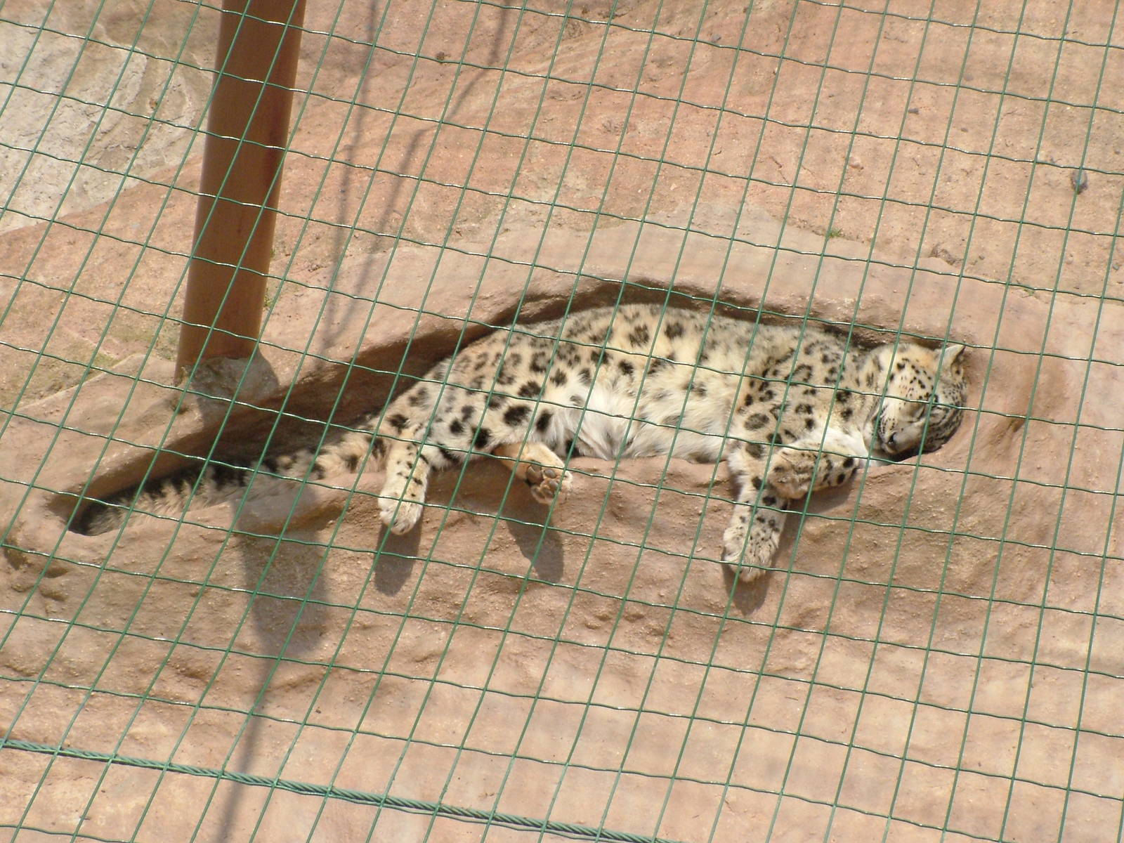 Snow Leopard in a Crevice at Plzen, 25/05/10