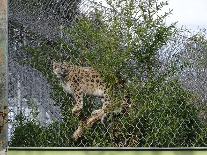 Snow leopard in a tree (04/23)