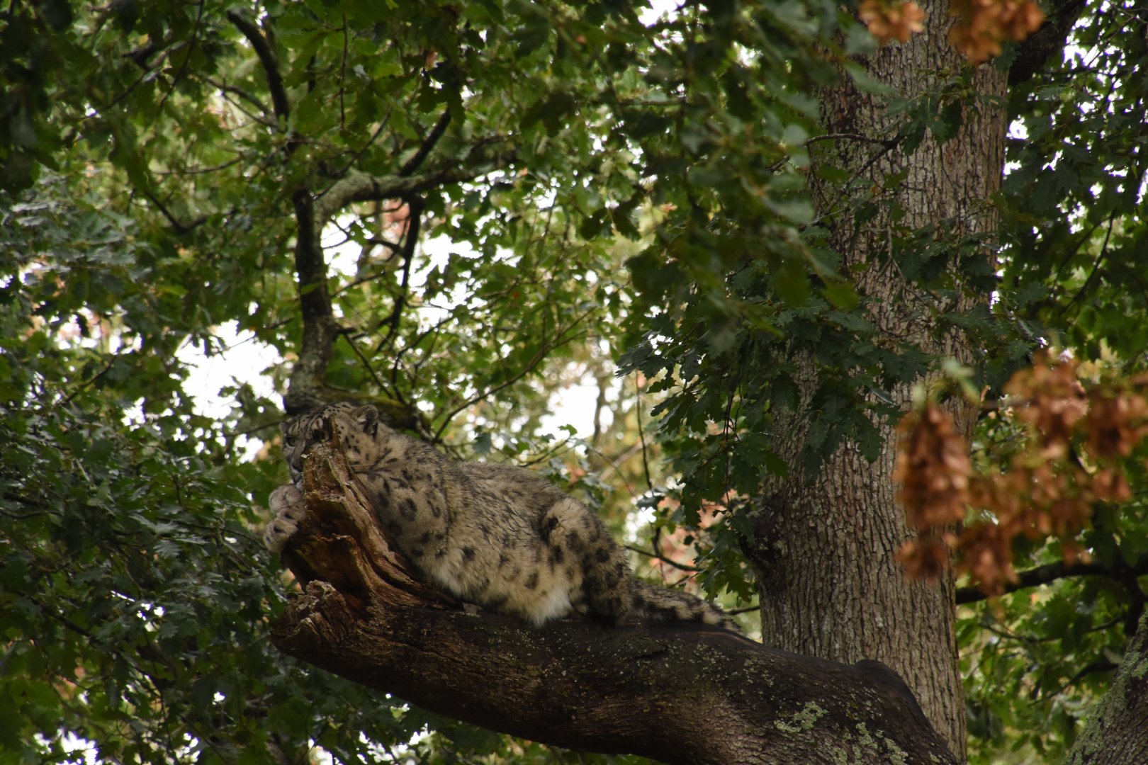 Snow Leopard in a tree