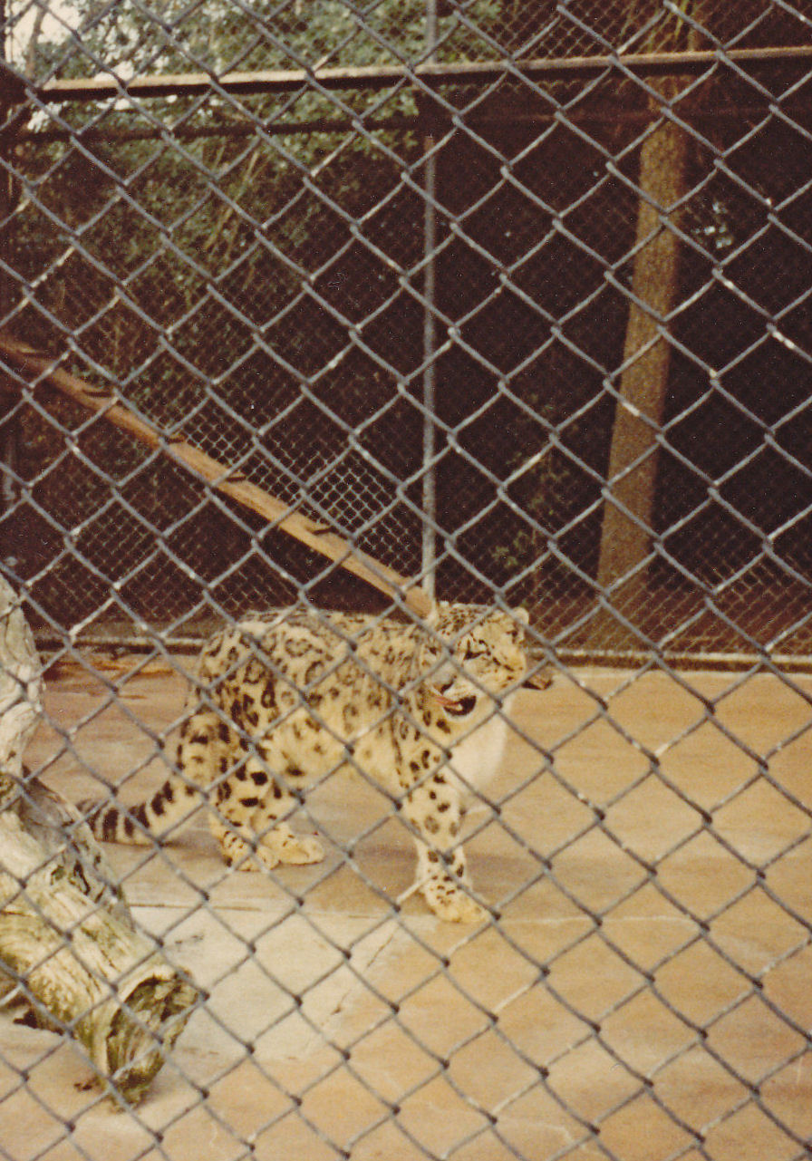 Snow Leopard in cage - 1981