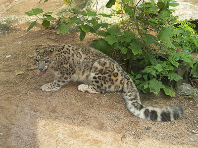Snow Leopard in Cat Complex