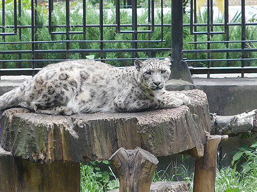 Snow Leopard in Kishinev Zoo