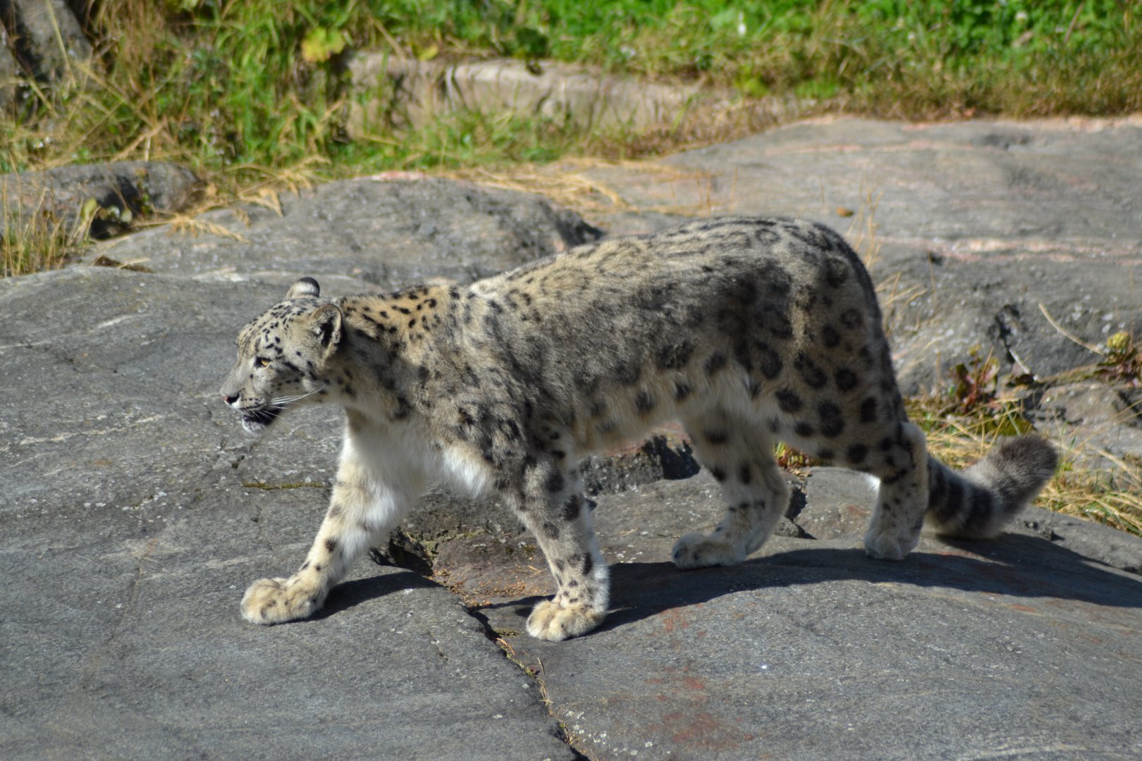 Snow leopard in Kolmården