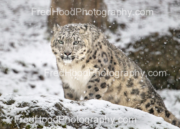 Snow Leopard in snowstorm