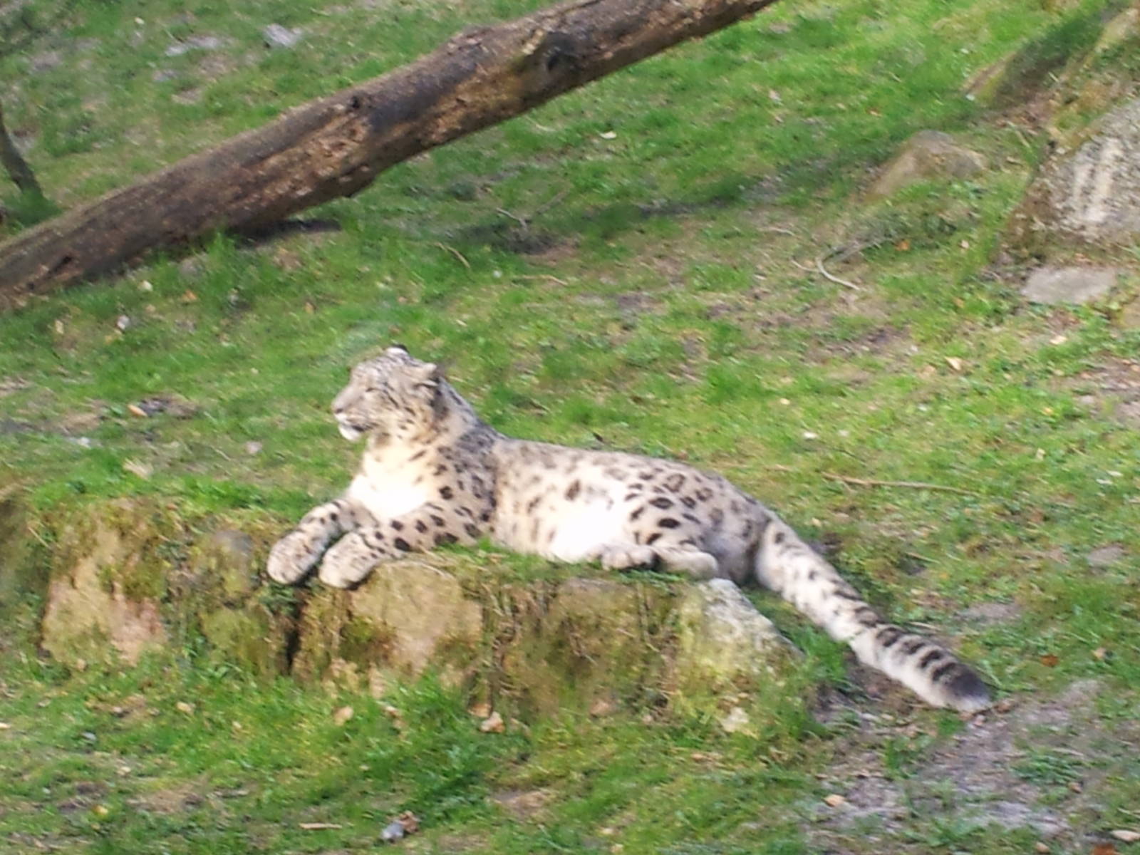 Snow leopard in the sun