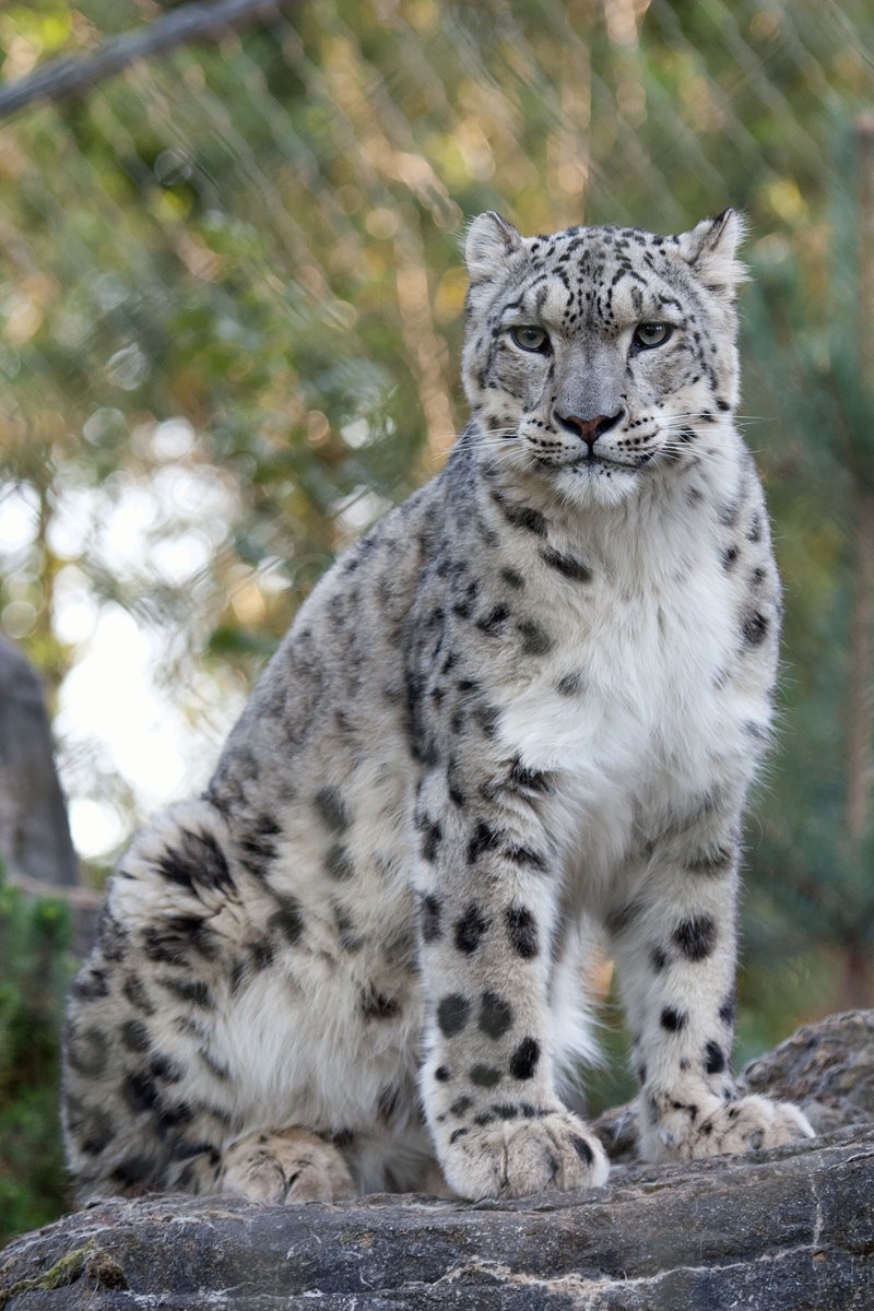 Snow Leopard - Indeever