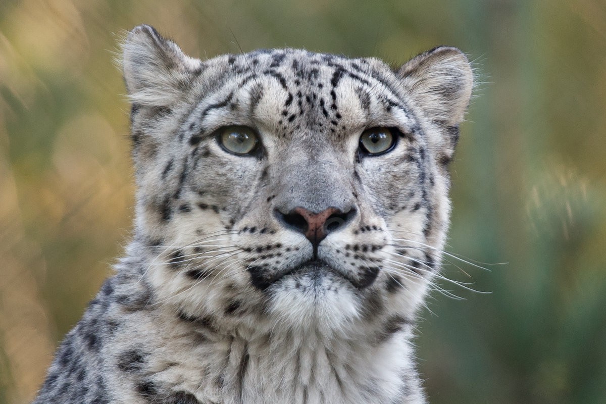 Snow Leopard - Indeever
