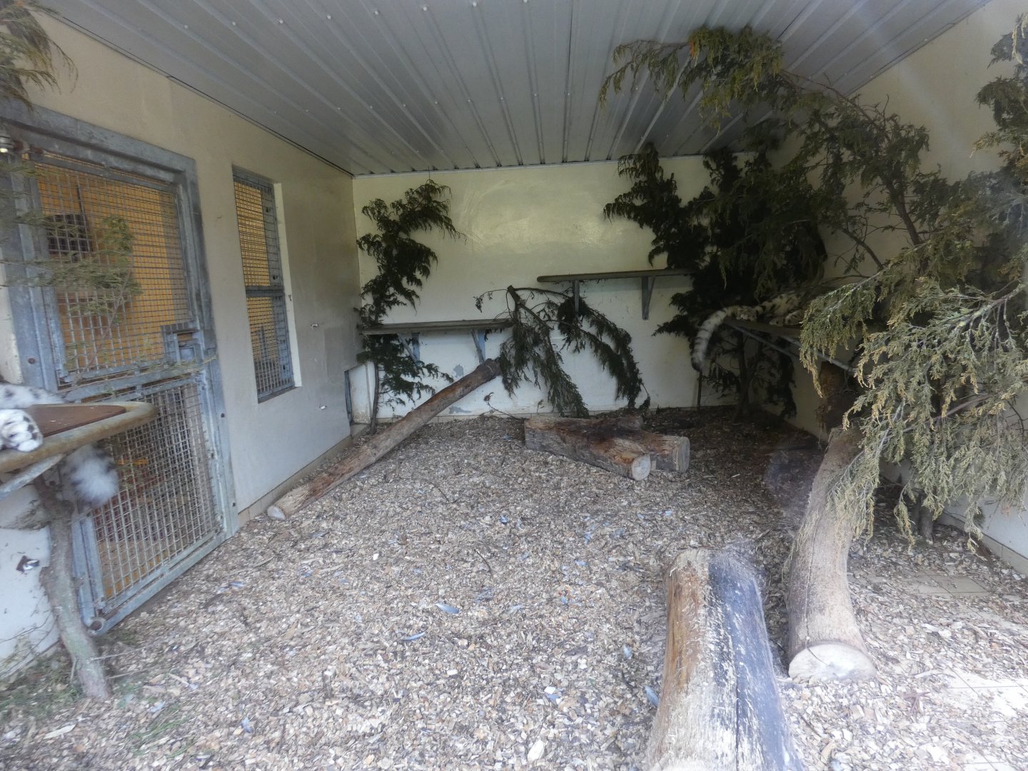 Snow leopard indoor enclosure