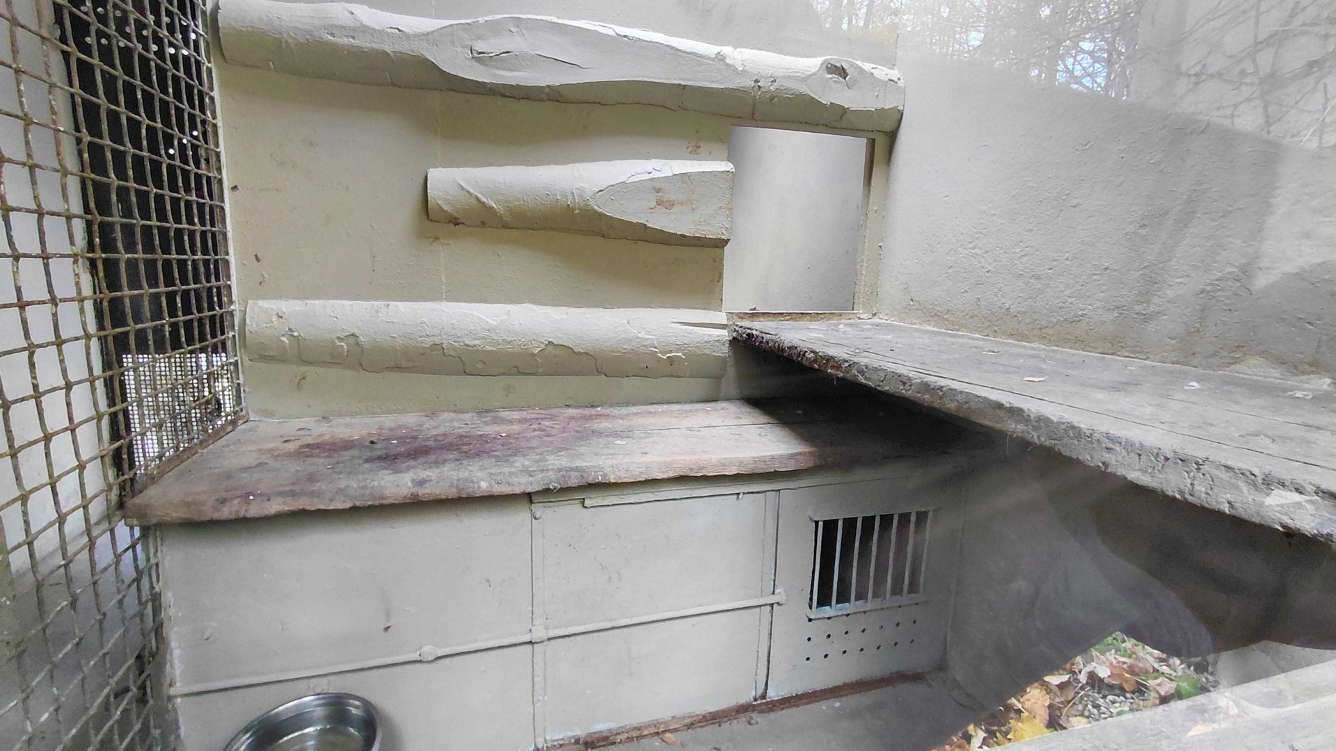 Snow leopard indoor exhibit #2