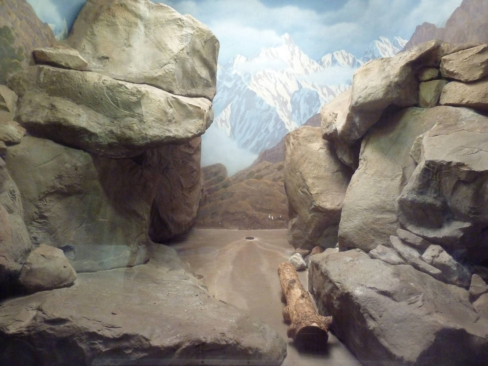 Snow Leopard Indoor Exhibit