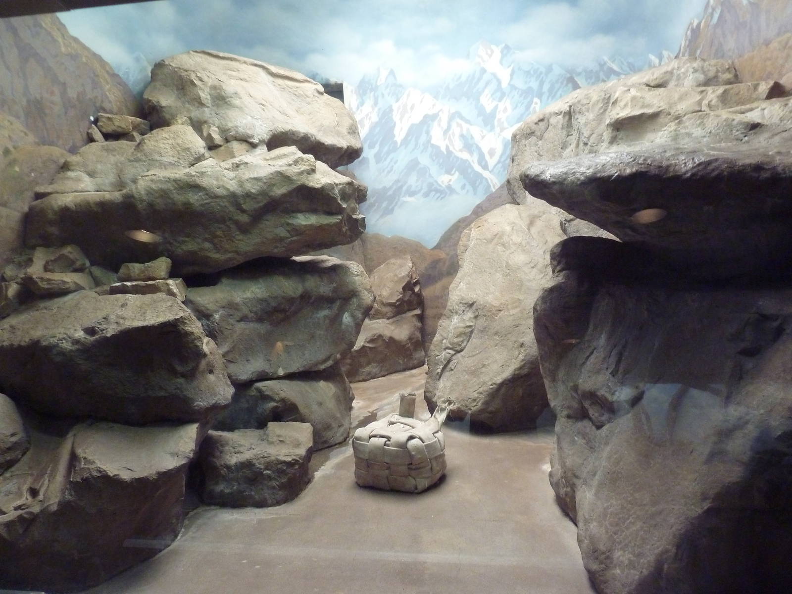 Snow Leopard Indoor Exhibit