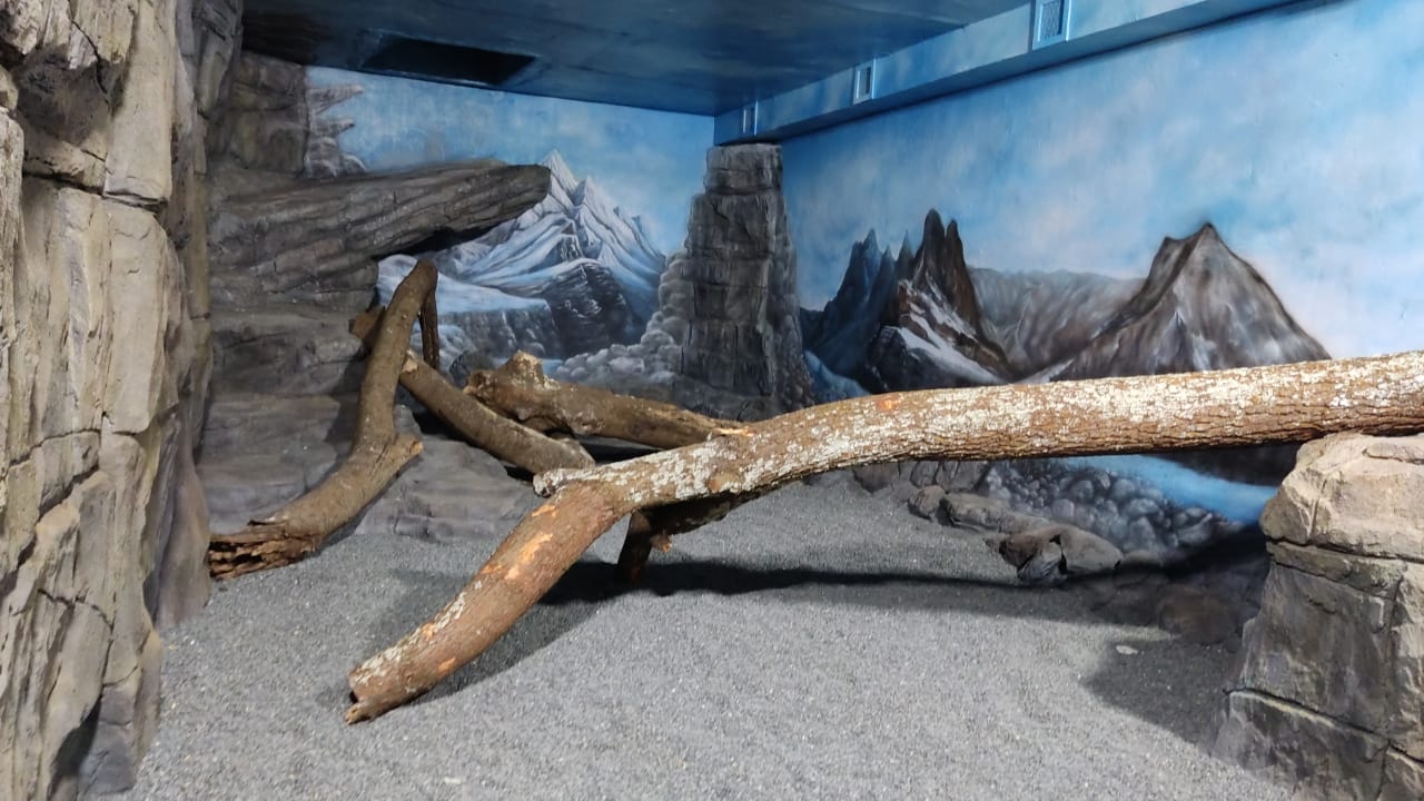 Snow Leopard Indoor exhibit